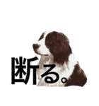 バロン犬（個別スタンプ：5）