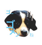 バロン犬（個別スタンプ：6）