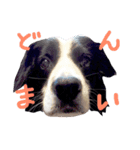 バロン犬（個別スタンプ：8）