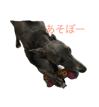 イタグレアロー（個別スタンプ：2）