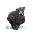 イタグレアロー（個別スタンプ：3）