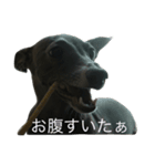 イタグレアロー（個別スタンプ：6）
