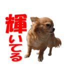 チワワ写真♡可愛さ満点＆ほっこり♡大きめ（個別スタンプ：13）