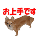 チワワ写真♡可愛さ満点＆ほっこり♡大きめ（個別スタンプ：30）