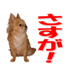チワワ写真♡可愛さ満点＆ほっこり♡大きめ（個別スタンプ：38）