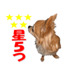 チワワ写真♡可愛さ満点＆ほっこり♡大きめ（個別スタンプ：39）