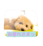 あいどる Peco part.3（個別スタンプ：1）