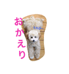 あいどる Peco part.3（個別スタンプ：4）