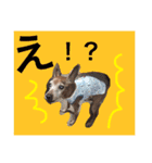 チョコ03（個別スタンプ：1）