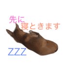 チョコ03（個別スタンプ：3）