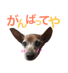 チョコ03（個別スタンプ：4）