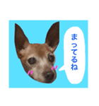 チョコ03（個別スタンプ：5）