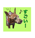 チョコ03（個別スタンプ：7）