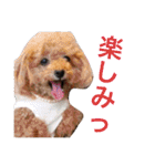 いおたん（個別スタンプ：13）