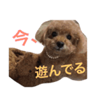 いおたん（個別スタンプ：16）