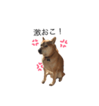 日常会話 by うちの柴犬くん（個別スタンプ：1）