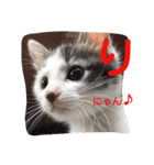 ねこのぷりんちゃんのお話（個別スタンプ：1）