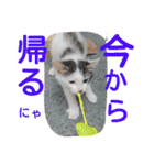 ねこのぷりんちゃんのお話（個別スタンプ：3）