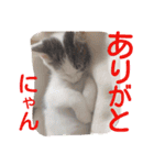 ねこのぷりんちゃんのお話（個別スタンプ：4）