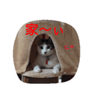 ねこのぷりんちゃんのお話（個別スタンプ：5）