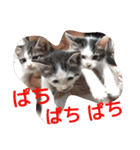 ねこのぷりんちゃんのお話（個別スタンプ：6）