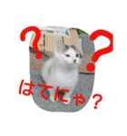ねこのぷりんちゃんのお話（個別スタンプ：7）