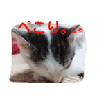 ねこのぷりんちゃんのお話（個別スタンプ：9）