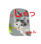 ねこのぷりんちゃんのお話（個別スタンプ：10）