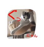 ねこのぷりんちゃんのお話（個別スタンプ：11）
