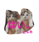 ねこのぷりんちゃんのお話（個別スタンプ：12）