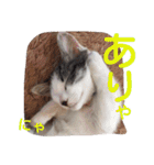 ねこのぷりんちゃんのお話（個別スタンプ：13）