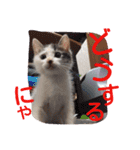 ねこのぷりんちゃんのお話（個別スタンプ：14）