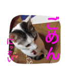 ねこのぷりんちゃんのお話（個別スタンプ：15）
