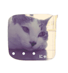ねこのぷりんちゃんのお話（個別スタンプ：16）