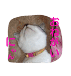 ねこのぷりんちゃんのお話（個別スタンプ：18）