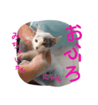 ねこのぷりんちゃんのお話（個別スタンプ：19）