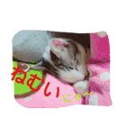 ねこのぷりんちゃんのお話（個別スタンプ：21）