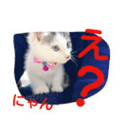ねこのぷりんちゃんのお話（個別スタンプ：23）