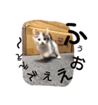 ねこのぷりんちゃんのお話（個別スタンプ：27）