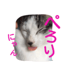 ねこのぷりんちゃんのお話（個別スタンプ：28）