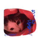 ねこのぷりんちゃんのお話（個別スタンプ：29）