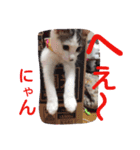 ねこのぷりんちゃんのお話（個別スタンプ：30）