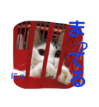 ねこのぷりんちゃんのお話（個別スタンプ：31）