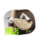 ねこのぷりんちゃんのお話（個別スタンプ：32）