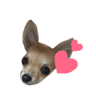 チワワface（個別スタンプ：1）