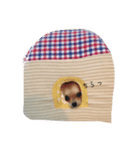 チワワface（個別スタンプ：3）