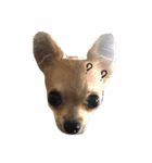 チワワface（個別スタンプ：4）