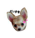 チワワface（個別スタンプ：5）