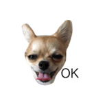チワワface（個別スタンプ：6）