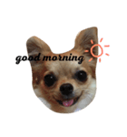 チワワface（個別スタンプ：7）